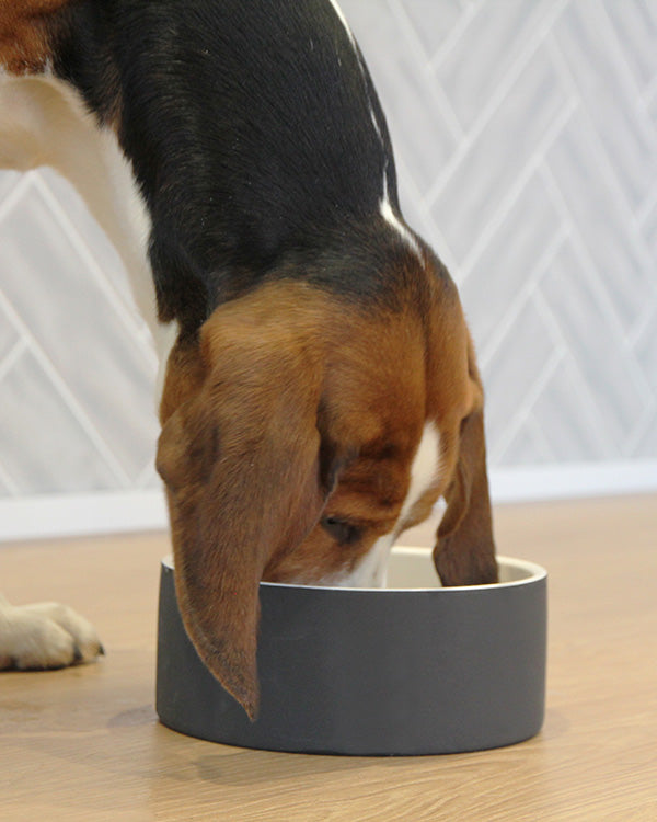 Magisso Happy Pet Project Slow Feeding Bowl