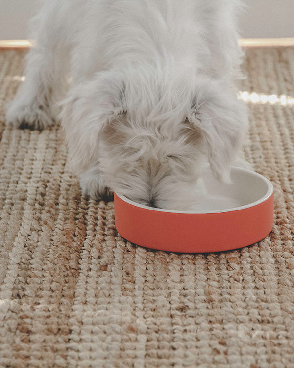 MAGISSO HAPPY PET PROJECT WATER BOWL