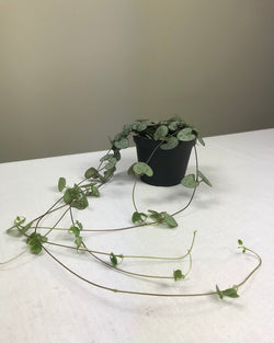 STRING OF HEARTS / CEROPEGIA WOODII