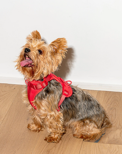 WILD ONE CUSHIONED HARNESS RED