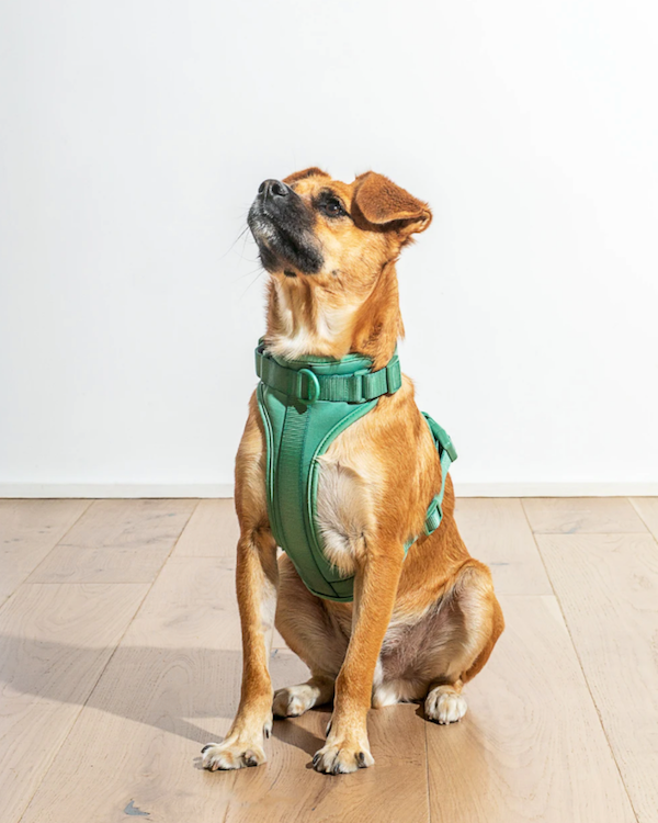 WILD ONE CUSHIONED HARNESS SPRUCE GREEN