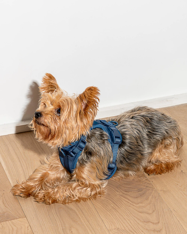 WILD ONE CUSHIONED HARNESS NAVY BLUE