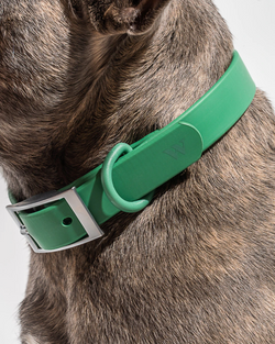 wild one waterproof dog collar spruce green