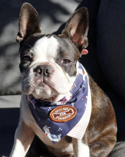 SCOUT'S HONOUR WILL SIT FOR SNACKS MERIT BADGE