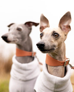 BARKENED BUTTERO LEATHER HOUND COLLAR